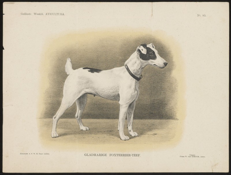 Foxterriër (Nº 85)
